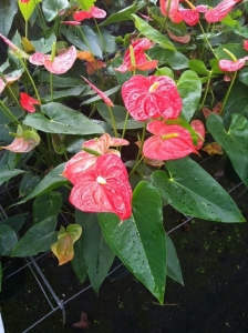 PEMBE ANTORYUM