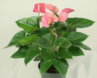 PEMBE ANTORYUM