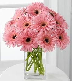 GERBERA