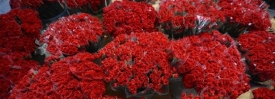 SEVGİLİLER GÜNÜ İÇİN KOLOMBİYADAN GÜL GETİRİLDİ 10/02/2012